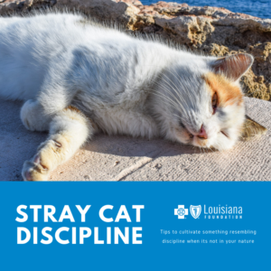 Stray Cat Discipline Blog logo.