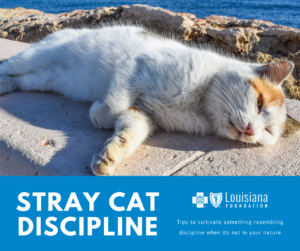 Stray Cat Discipline Blog logo.
